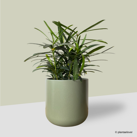 Podocarpus in Sage Pot