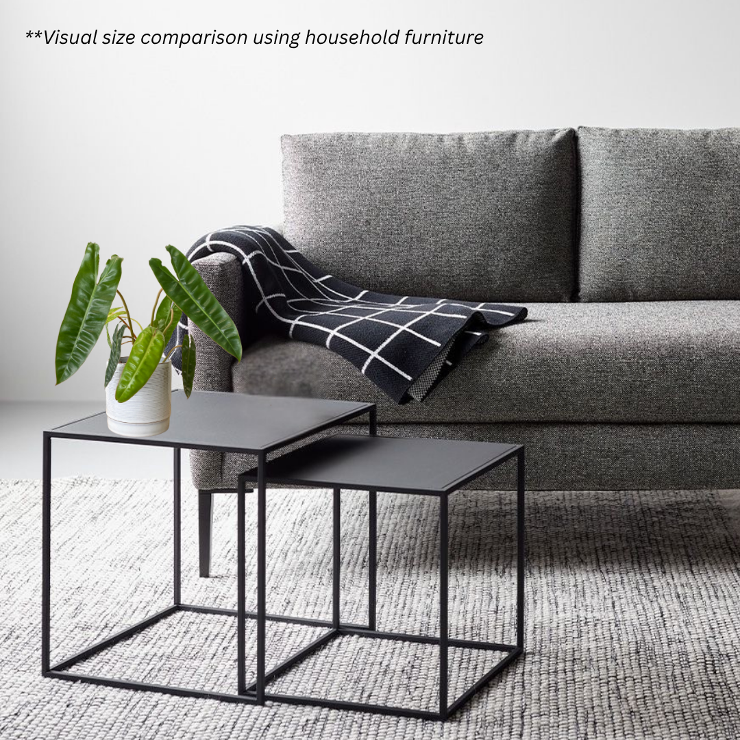 Philodendron Billietiae in Atrium Pot