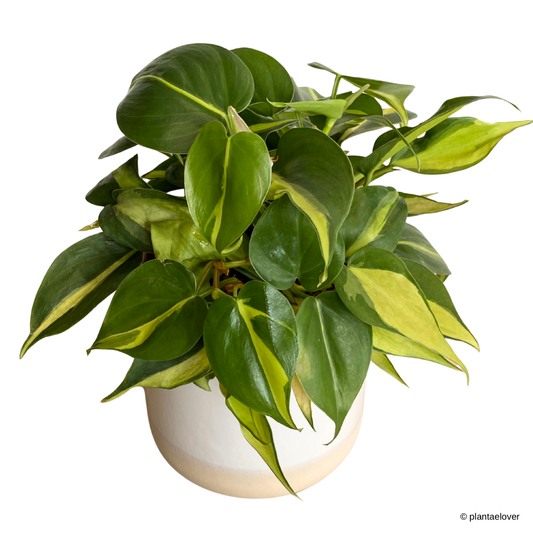 Philodendron Brasil in Moln Pot