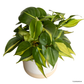 Philodendron Brasil in Moln Pot