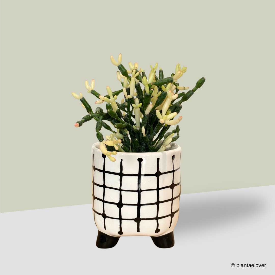 Dancing Bones Cactus in Mono Pot