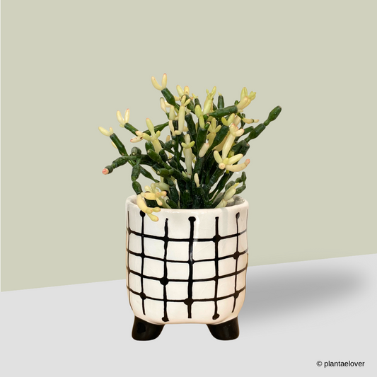 Dancing Bones Cactus in Mono Pot