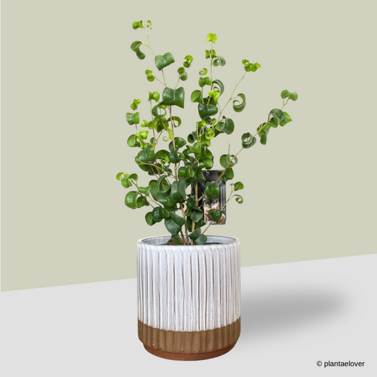 Ficus Barok in Hoji Pot