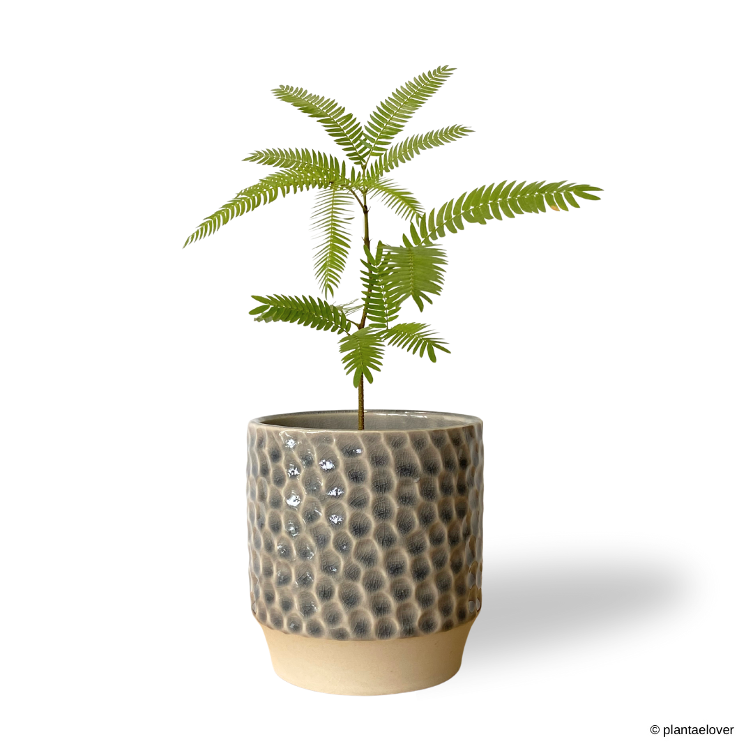 Japanese Everfresh Tree in Lagoon Pot