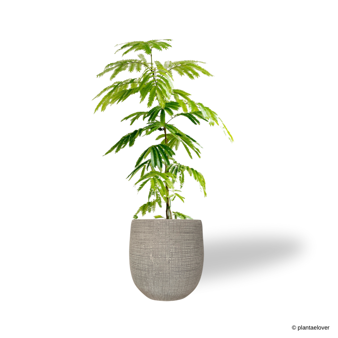 Pithecellobium confertum ‘Japanese Everfresh Tree’ in Mosaics Pot [Pre-Order Only]