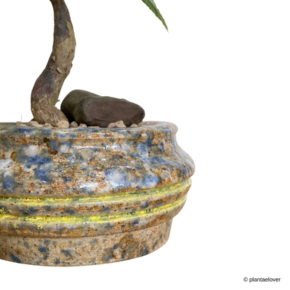 Pachira Aquatica in Granite Pot
