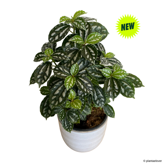 Pilea Cadierei in Columbia Pot