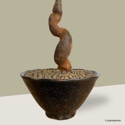 Pachira Aquatica in Meiji Pot