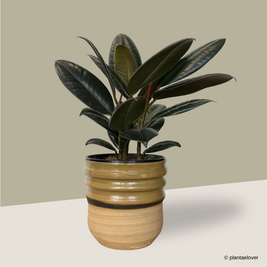 Ficus Elastica in Mori Pot