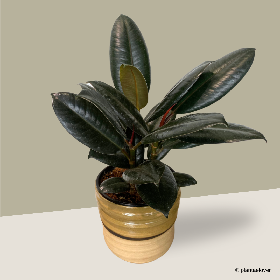 Ficus Elastica in Mori Pot