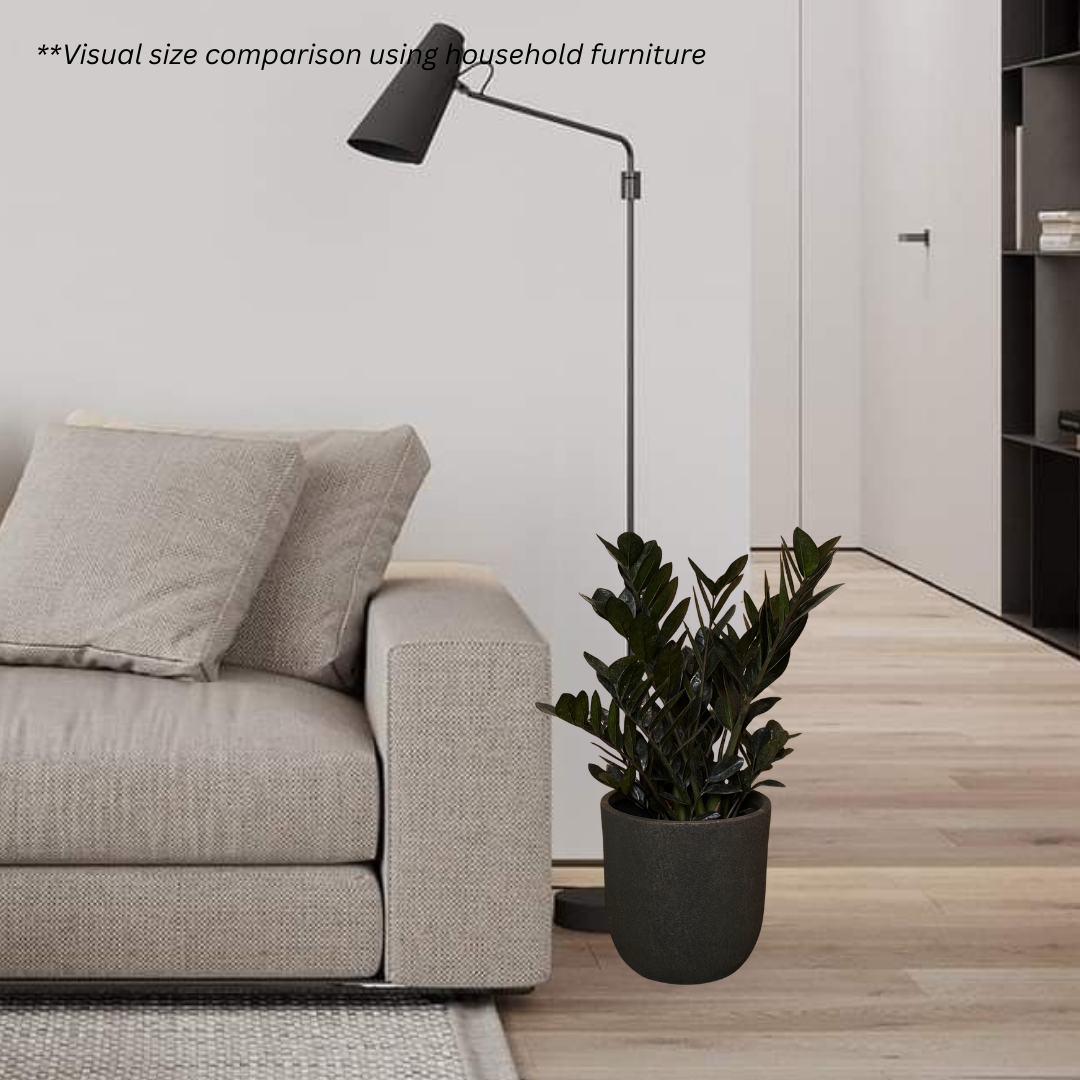 ZZ Black Raven in Brownie Pot