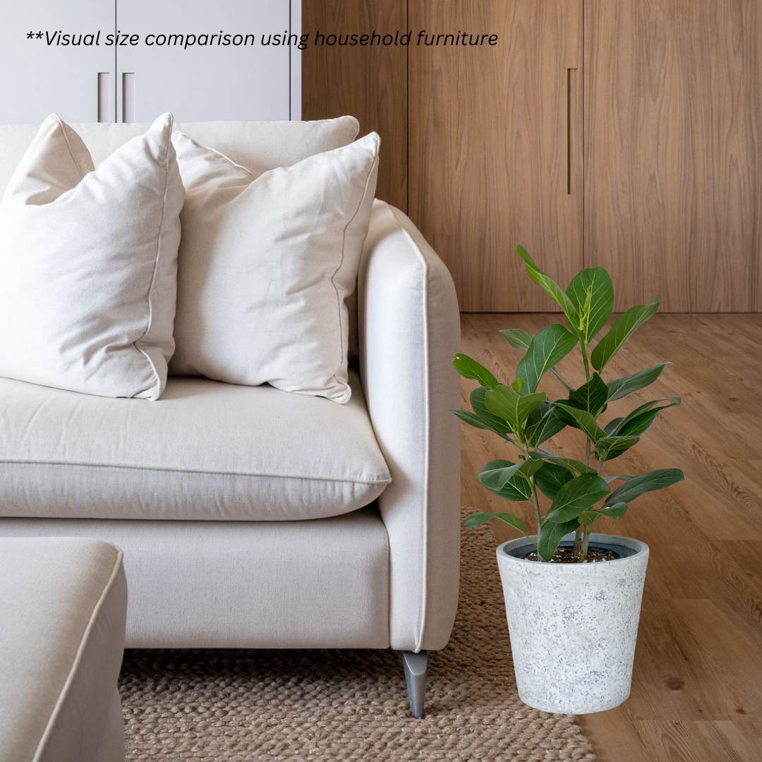 Ficus Audrey in Moon Pot