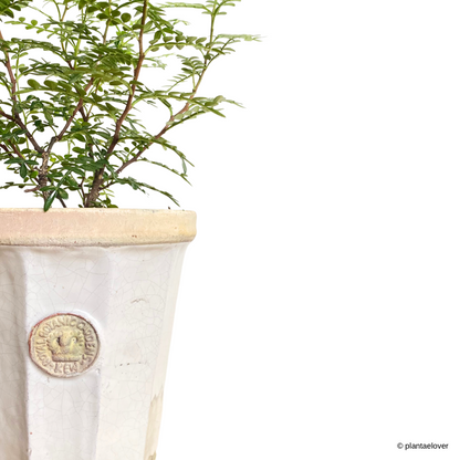 Pistacia Weinmannifolia in Vintage Kew Garden Pot