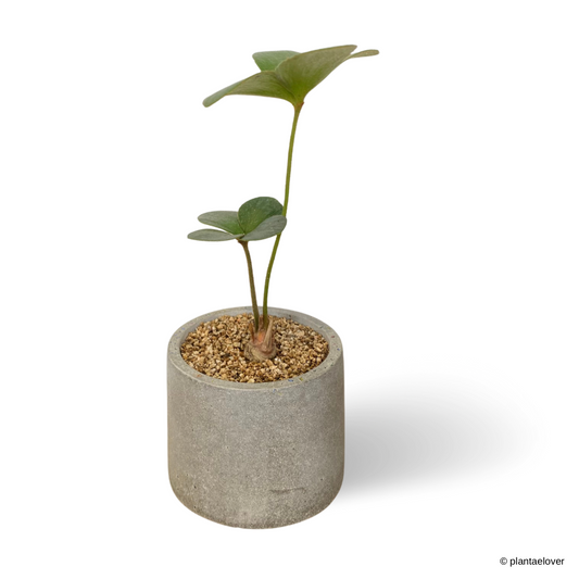 Cardboard Palm in Brutal Pot