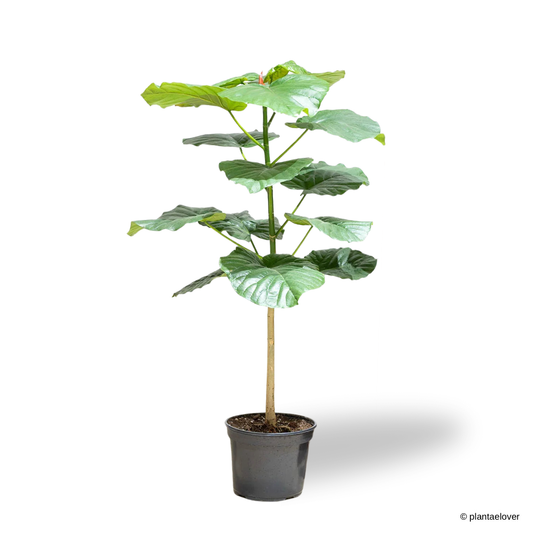 Ficus Umbellata