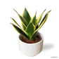 Sansevieria Hahnii Jade in Moonlight Pot