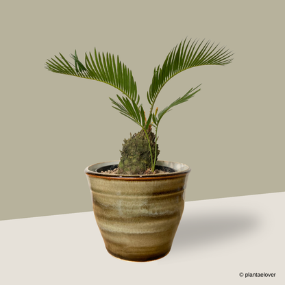 Sago Palm in Kobicha Pot