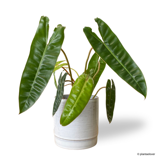 Philodendron Billietiae in Atrium Pot