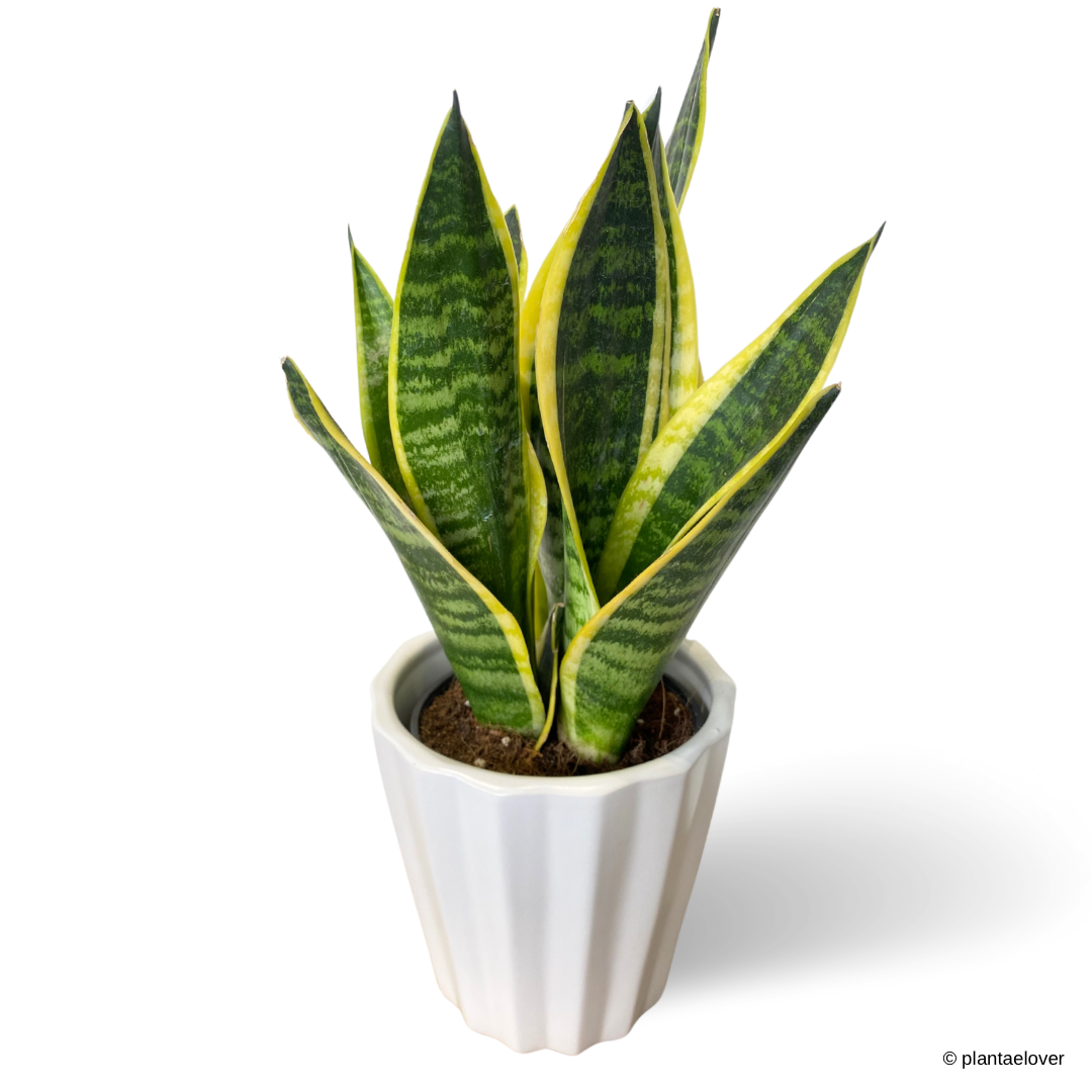 Sansevieria Superba in Hexa Pot