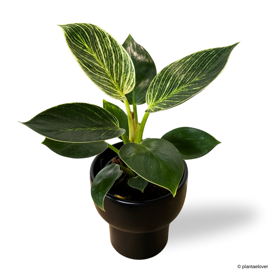 Philodendron Birkin in Dodo Pot