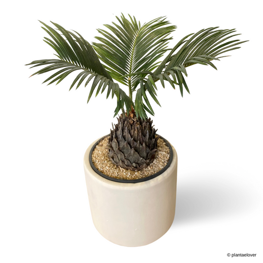 Sago Palm in Powder Pot