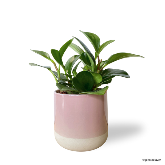 Peperomia Obtusifolia in Moln Pot