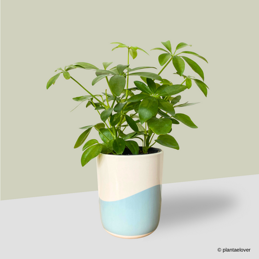 Schefflera Arboricola in Aqua Pot