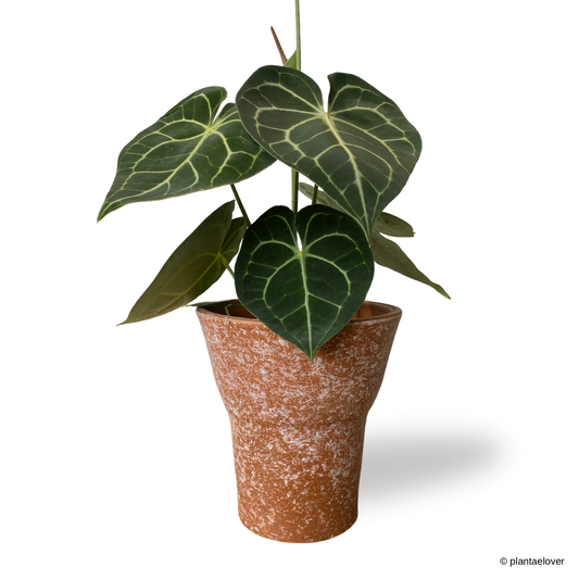 Anthurium Clarinervium in Sahara Pot