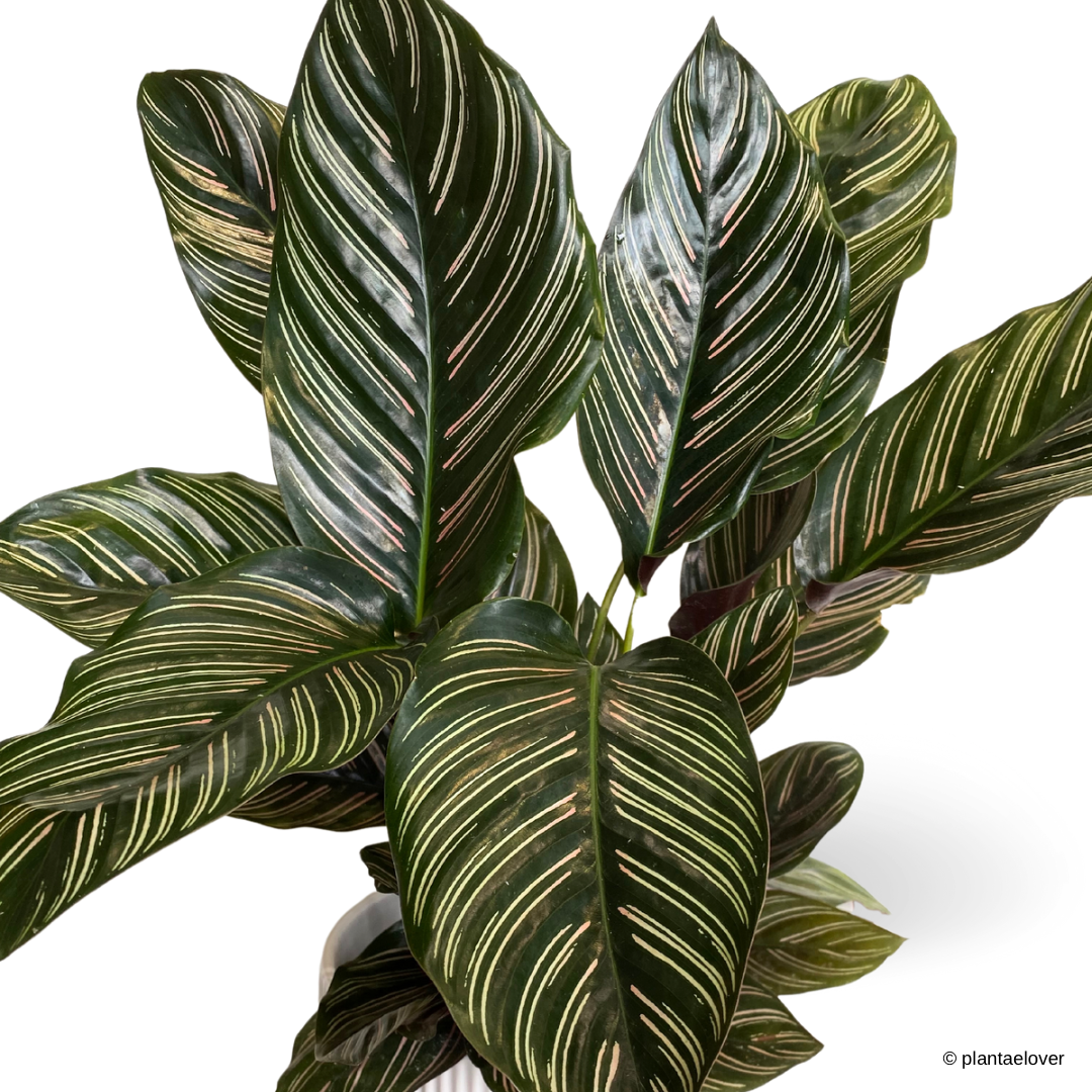 Calathea Sanderiana in Cylindrica Pot