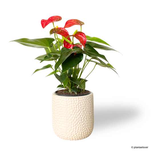 Anthurium Fiancee in Powder Pot