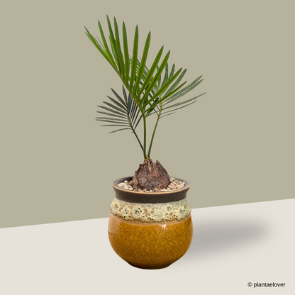 Sago Palm in Savana Pot