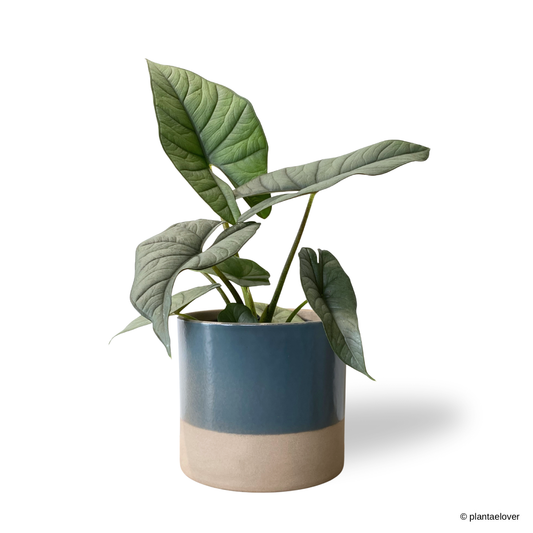 Alocasia Platinum in Bondi Pot