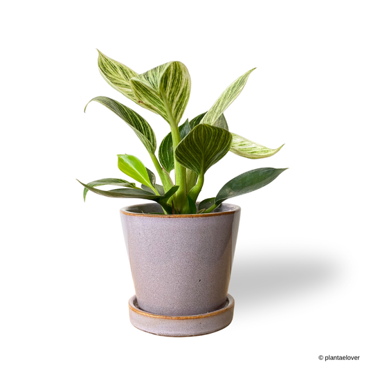 Philodendron Birkin in Heather Pot