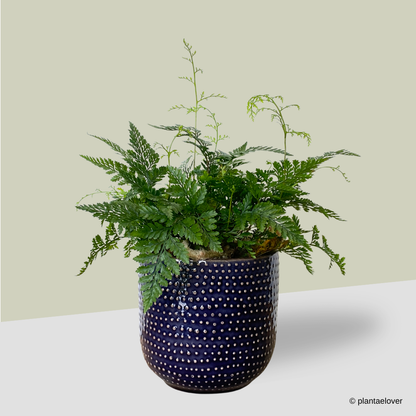 Rabbit Foot Fern in Admiral Pot