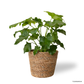 Philodendron Selloum Hope in Woven Basket
