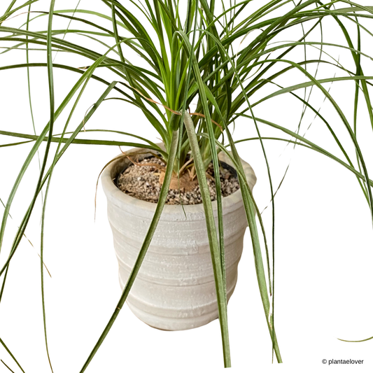 Ponytail Palm in Oslo Pot