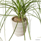 Ponytail Palm in Oslo Pot
