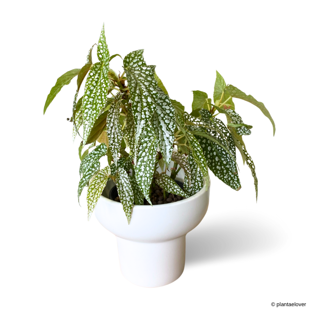 Begonia White Ice in Podium Pot