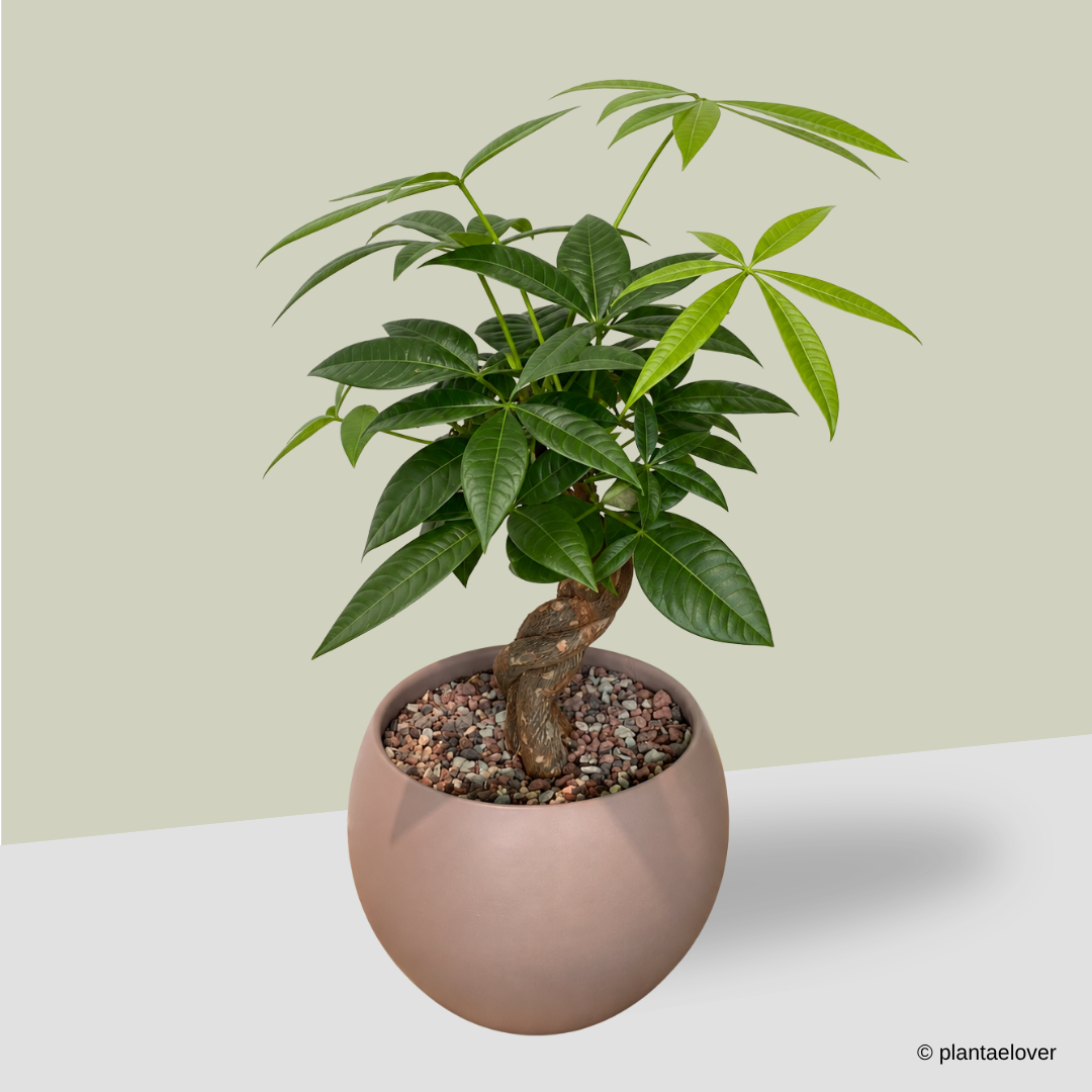 Pachira Aquatica in Mars Pot