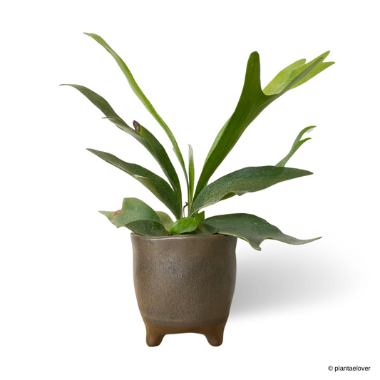 Staghorn Fern in Bistre Pot