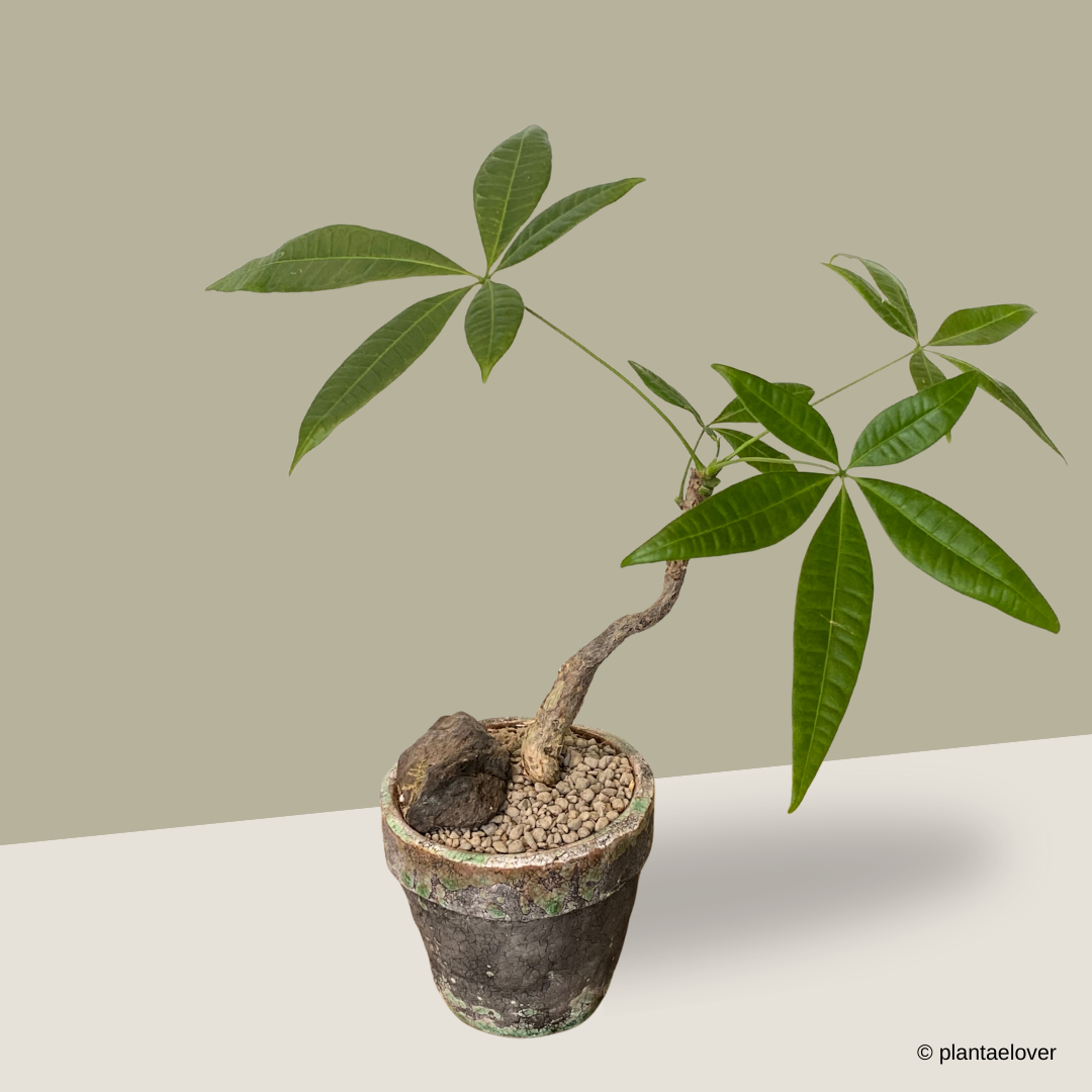 Pachira Aquatica in Glaze Pot