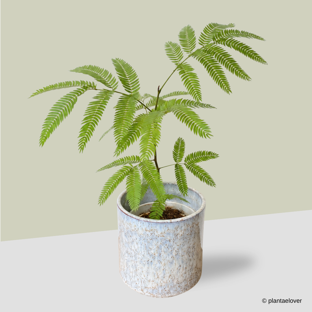 Japanese Everfresh Tree in Maria Portugal Pot