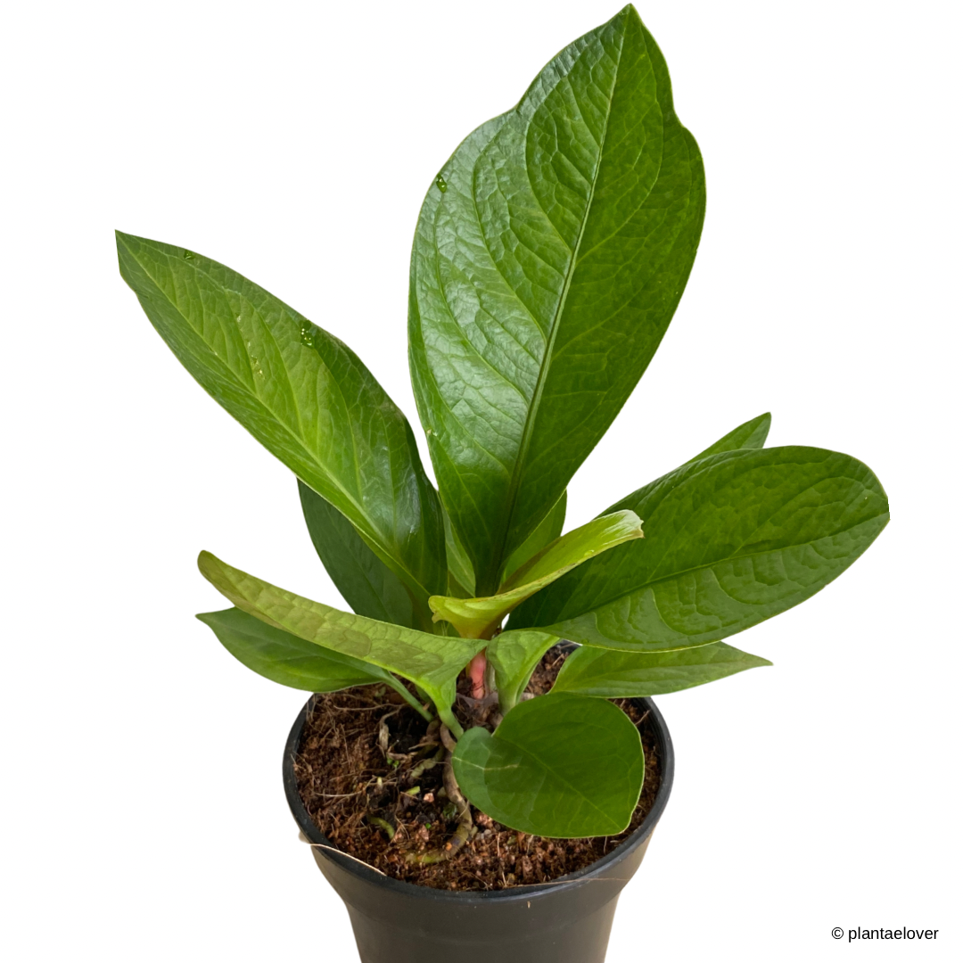 anthurium jungle king for sale Anthurium Jungle Bush – plantaelover