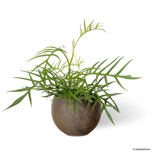 Philodendron Tortum in SPANG Pot