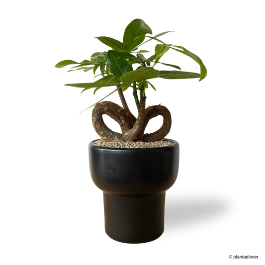 Pachira Aquatica 'QQ' Heart Shape in Dodo Pot