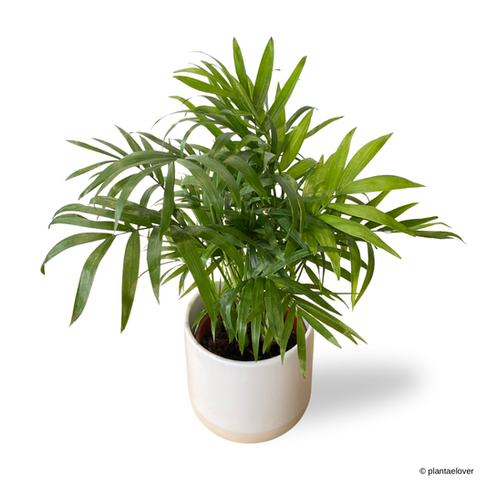 Bamboo Palm in Moln Pot