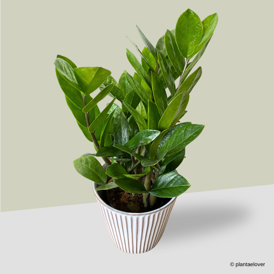 Zamioculcas Zamiifolia in Celine Pot