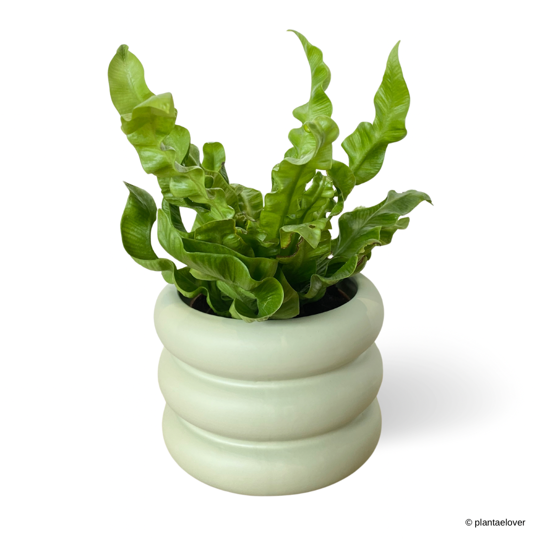 Crispy Wave Fern in Bagel Pot