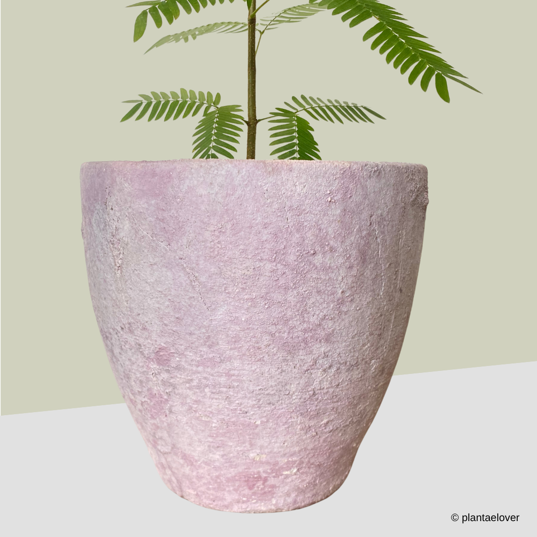 Japanese Everfresh Tree in Cotton-Candy Pot
