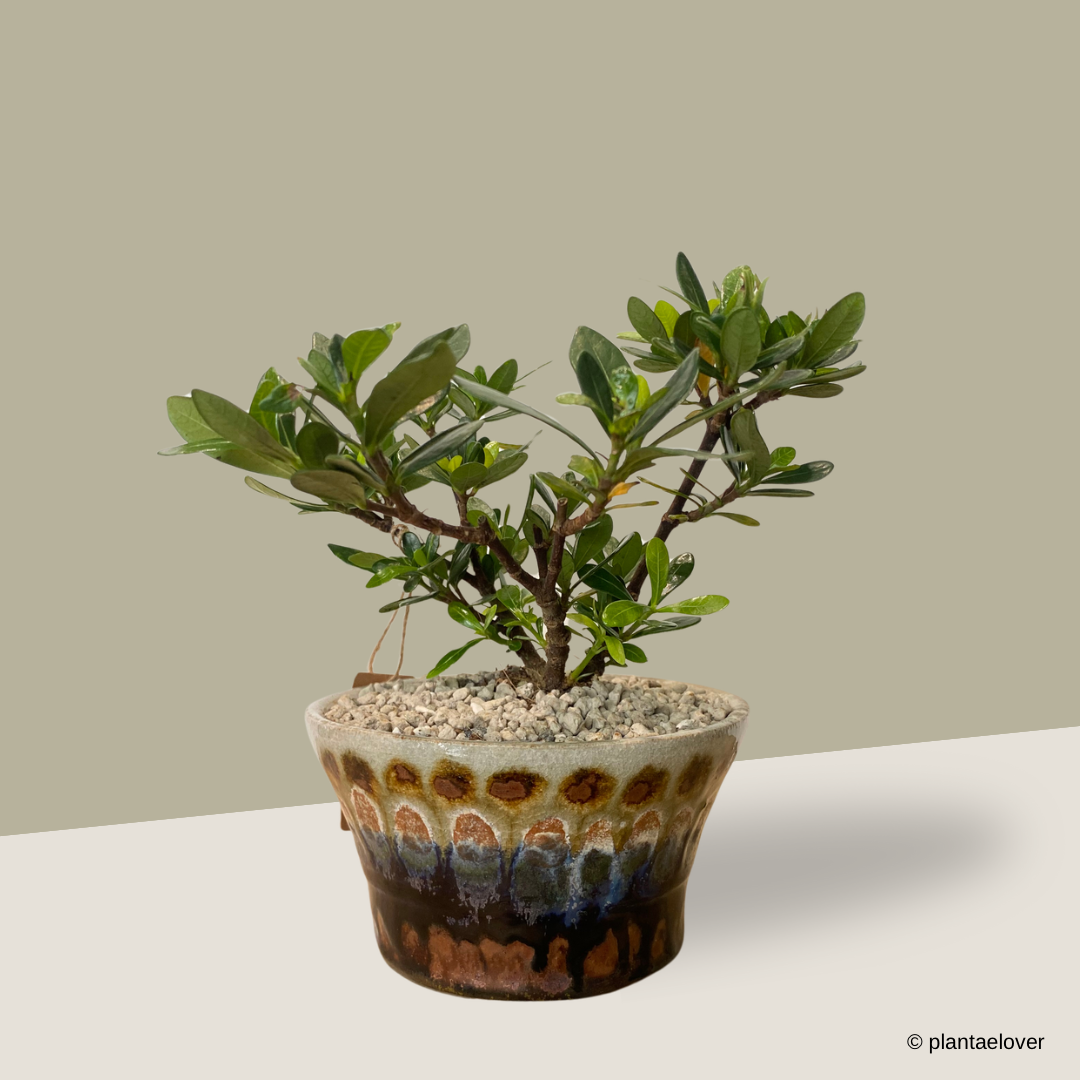 Gardenia in Changi Pot